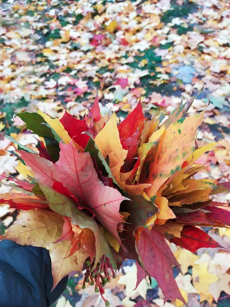 Dry multicolored leaves in human hand. Autumn concept — Stock Photo, Image