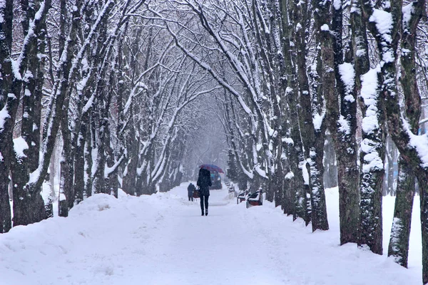 Λευκό παραμύθι στο δάσος. Όμορφη κατεψυγμένα στο χρόνο ξύλο χειμώνα — Φωτογραφία Αρχείου