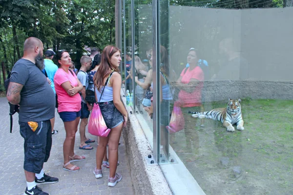 Les gens regardent le tigre à travers le verre de grande fenêtre dans le zoo — Photo