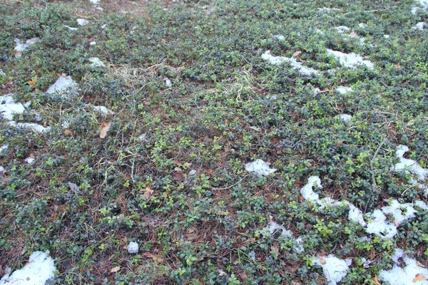 Vaccinium vitis-idaea sob neve na floresta de primavera — Fotografia de Stock