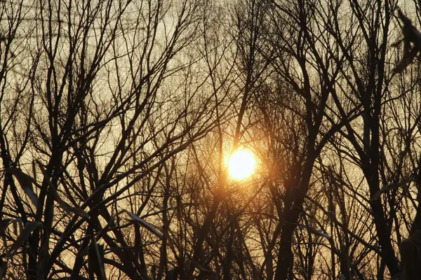 Orange sunset over trees. Twilight with bright sunset. Evening landscape — Stock Photo, Image