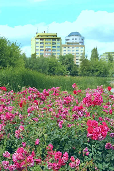 Prachtige struiken van rode rozen groeien in multi-verdiepingen huizen achtergrond in de stad — Stockfoto