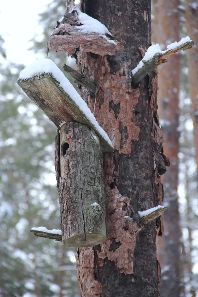 Fågelhus på skrynklig tall i vinterskogen. Nestling box i trä — Stockfoto