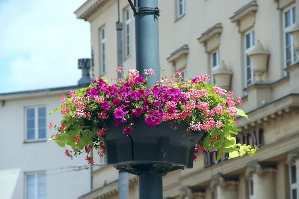Bloemen in opknoping pot op de achtergrond van stedelijke gebouwen close-up — Stockfoto