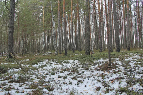 Vaccinium vitis-idaea unter Schnee im Wald. Nadelholz im zeitigen Frühjahr — Stockfoto