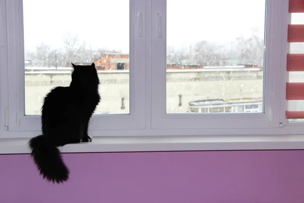 Кот сидит у окна и смотрит в окно. Pet on window-sill — стоковое фото