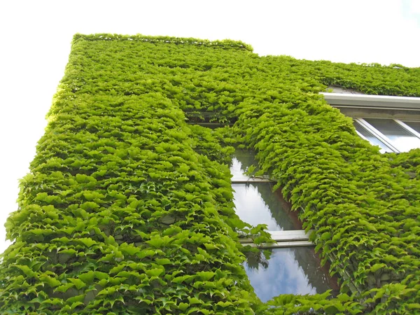 2階建ての建物は完全に成長しています｜Parthenocissus triuspidata — ストック写真