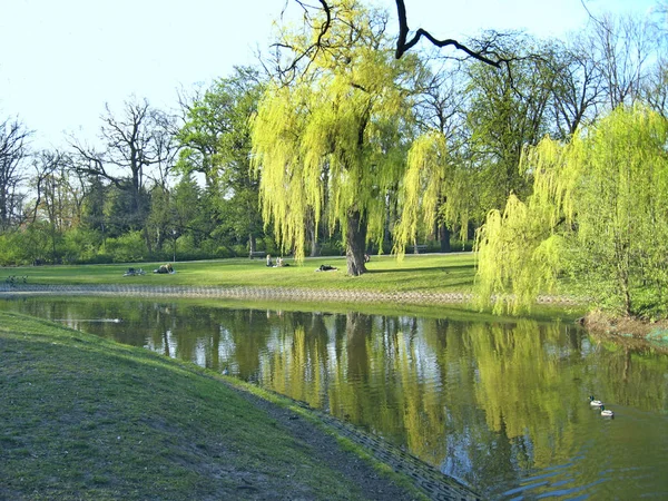 Bellissimo parco con grandi alberi verdi che crescono sull'isola nel lago. Natura urbana — Foto Stock