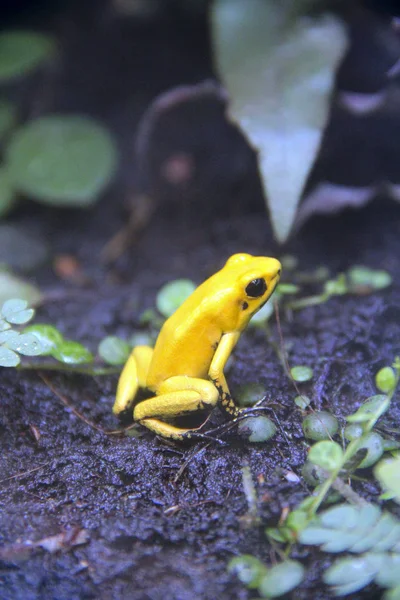 Zlatá jedovatá žába. Phyllobates terribilis in nature — Stock fotografie