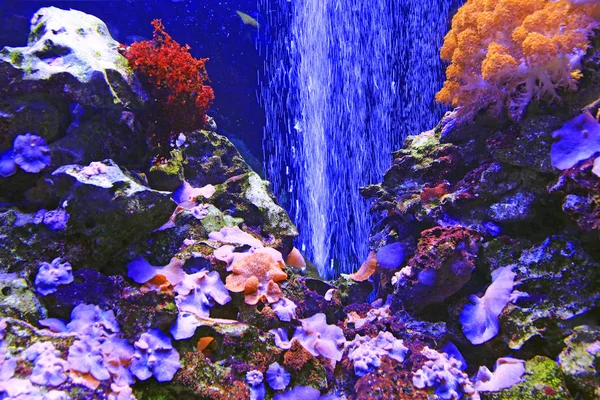 Beautiful marine aquarium with fishes and corals — 스톡 사진