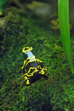 Amazon süt kurbağası teraryumda. Lökositler dendrobates