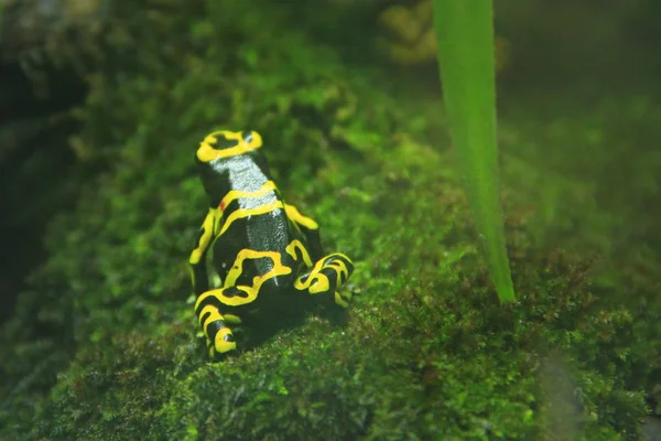 Amazon milk frog in terrarium. Dendrobates leucomelas — 스톡 사진