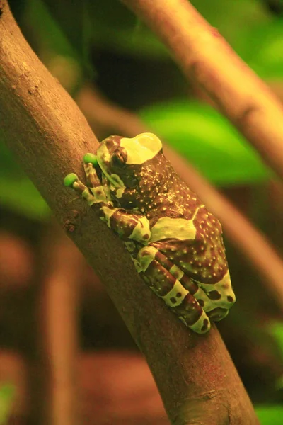 Amazonka żaba mleczna w terrarium Trachycephalus resinifictrix. — Zdjęcie stockowe