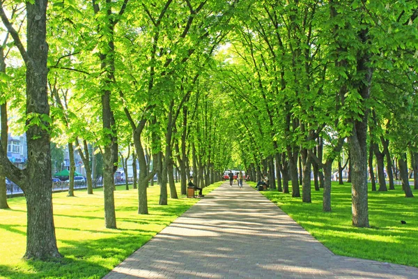Letni park ze ścieżką między zielonymi drzewami — Zdjęcie stockowe
