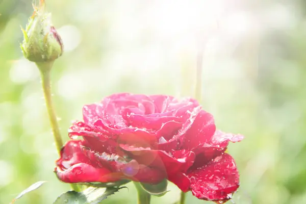 Red rose in garden in sunlights on blurry green background — Stock Photo, Image
