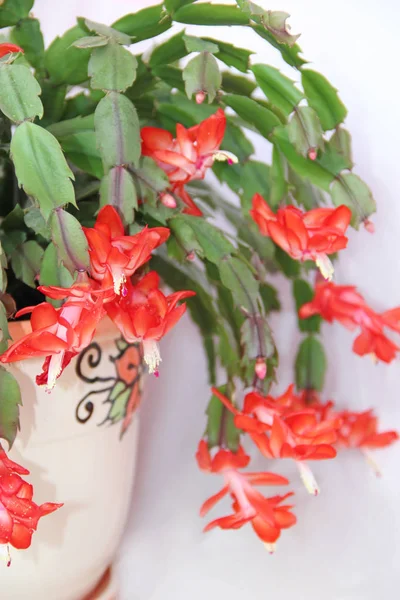 Schlumbergera red flowers. Christmas flowers. Beautiful blossomong plants — ストック写真