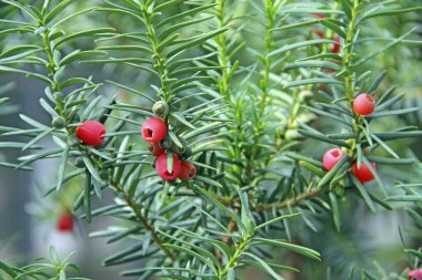 Yeşil dallar arasında Taxus baccata meyveleri