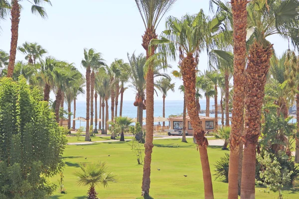 View from window of tropical resort in Egypt — Stock Photo, Image