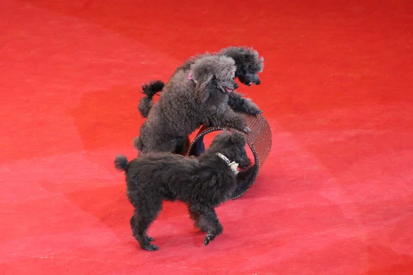 Tränade pudlar som uppträder på cirkusarenan. Roliga hundar — Stockfoto