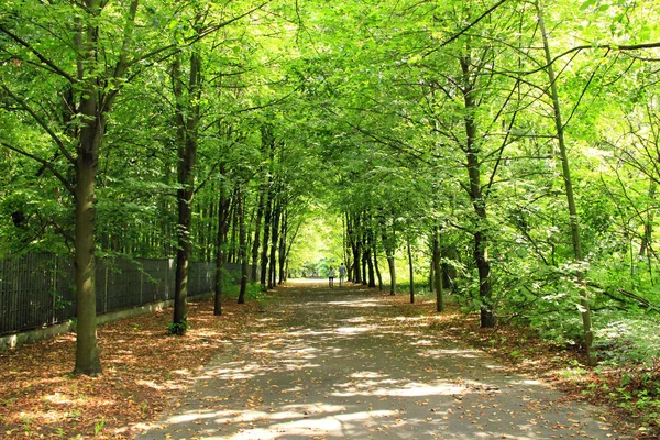 Summer park with pathway between green trees — ストック写真