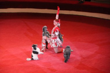 Gomel / Belarus 20 Mayıs 2018: Sirk arenasında gösteri yapan eğitimli kanişler. Sirkte eğitilmiş köpekler. Eğlenceli köpeklermiş. Kırmızı sirk arenasında iki kaniş yan yana dans eder. Kanişler ve hayvan terbiyecisiyle sirk gösterisi.