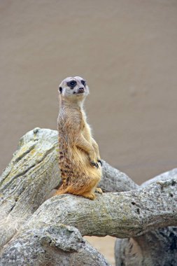 Meerkat ayakta duruyor. Wary kemirgen arka ayakları üzerinde duruyor. Mirket arka ayakları üzerinde duruyor. Meerkat Suricata Suricatta 'nın Portresi.
