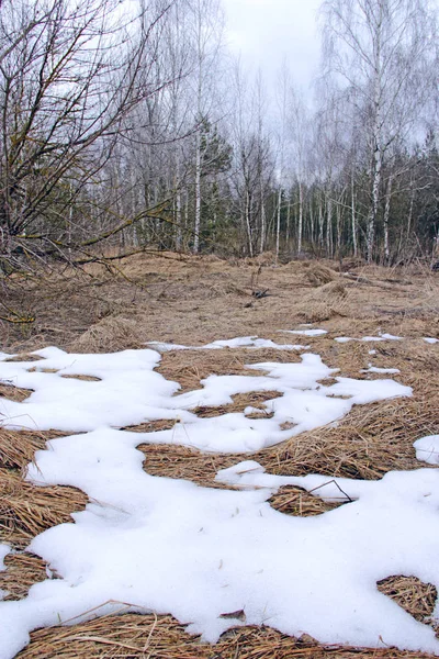 Schneeschmelze Zeitigen Frühling Waldrand Schneeschmelze Zeitigen Frühling Zurückziehender Schnee Waldnähe — Stockfoto