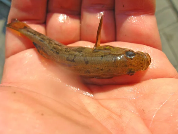 Avcı Tatlı Balığı Odontobutidae Familyasından Tatlı Balığı Uyuyan Çinli Perccottus — Stok fotoğraf