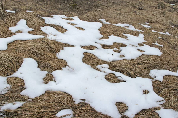 Schneeschmelze Zeitigen Frühling Wald Aus Nächster Nähe Zurückziehender Schnee Waldnähe — Stockfoto