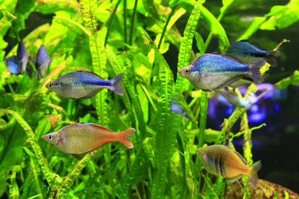 beautiful aquarium with colored fishes and underwater plants. Underwater life. Blue and bright fishes live in aquarium with green greenery