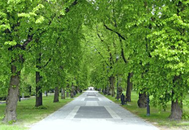 Gezinti bankları ve yeşil ağaçları olan güzel bir şehir parkı. Yazın şehir parkı. Dolaşmak için bir yer. Şehir parkında boş bank