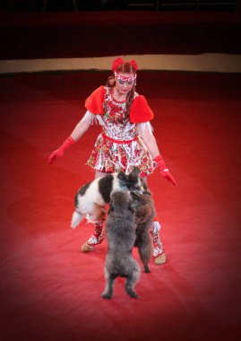 Gomel / Belarus - 20 Mayıs 2018: Sirk arenasında eğitilmiş kanişler. Sirkte eğitilmiş köpekler. Eğlenceli köpeklermiş. Kırmızı sirk arenasında iki kaniş yan yana dans eder. Kanişler ve hayvan terbiyecisiyle sirk gösterisi.