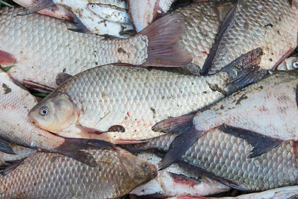 Caught crucians on green grass. Successful fishing. Heap of Carassius carassius. Freshly caught river fish. Caught fishes after lucky fishing. Crucian carps caught on fishing closeup