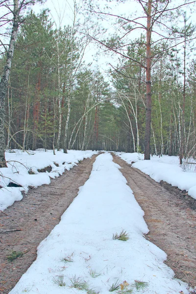 Χιονισμένο Δρόμο Πευκόφυτο Δάσος Του Χειμώνα Πευκόφυτο Δάσος Χειμώνα Περπατήστε — Φωτογραφία Αρχείου