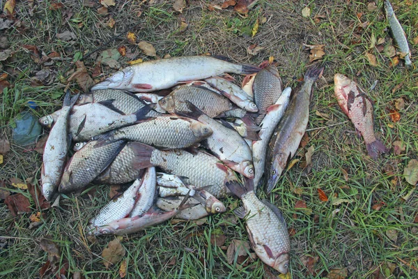 Atrapados Crucianos Picas Hierba Verde Pesca Exitosa Montón Carpas Picas — Foto de Stock