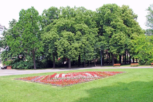 Městská Příroda Trávník Kvetoucí Begonií Červené Bílé Barvy Květinové Záhony — Stock fotografie