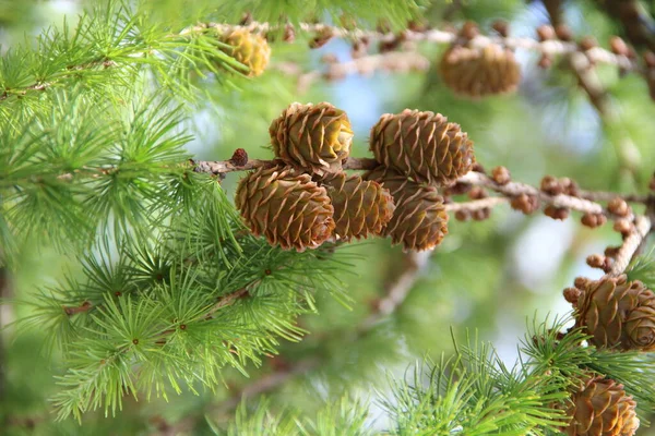 枝に松の実 松の木の茶色の松のコーン 成長しているコーンが閉じます 針で枝に連続して成長するカラマツコーン 針葉樹の新鮮な果物 — ストック写真