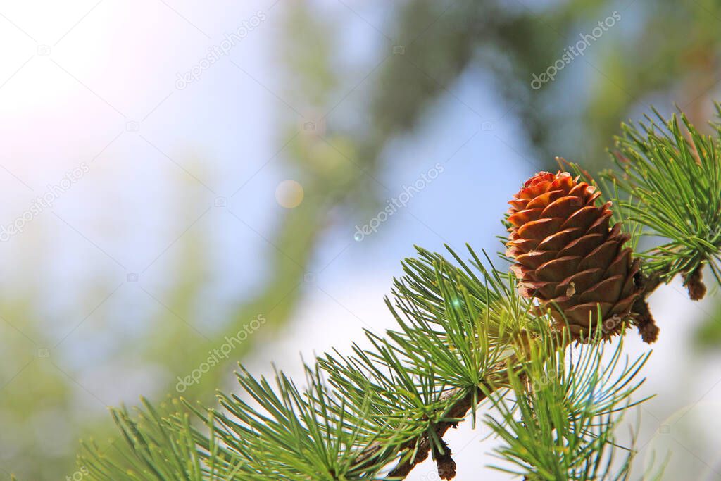 Branch of pine tree with needles and pine cone. Cone and needles growing on larch tree in forest. Brown cones of larch. Pine cone of pine tree illuminated by sunny ray
