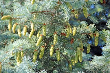 Young cones on blue spruce in forest. Branches with cones and needles on spruce growing in forest. spruce cones on branches clipart