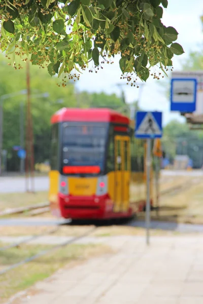 Blühende Linden Hintergrund Der Herannahenden Straßenbahn Nahverkehr Blumen Und Lindenblätter — Stockfoto
