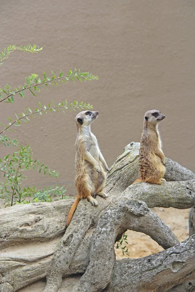 Erdmännchen Stehen Nager Die Auf Hinterbeinen Stehen Erdmännchen Sehen Auf — Stockfoto