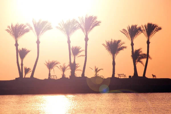 Silhouettes Palm Trees Growing Island Sea Sunrise Dawn Tropical Island — Stock Photo, Image