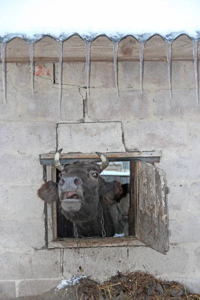 牛を見て叫び牛の小屋の窓から 牛は農場の窓から叫んでいる 牛はレンガの壁に小屋の窓から外を見る 牛の頭が農場の窓からのぞき見し — ストック写真