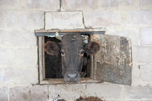 牛のレンガの壁の小屋の窓から外を見るします 牛小屋から頭を示し 中に隠れて — ストック写真