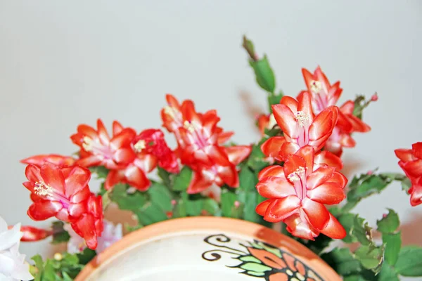 Schlumbergera Vörös Virágok Karácsonyi Virágok Virágcserépben Szobadísz Gyönyörű Piros Virágok — Stock Fotó
