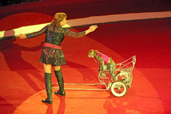 Gomel Belarus May 2018 Trained Monkey Ride Scooters Circus Trained — Stock Photo, Image