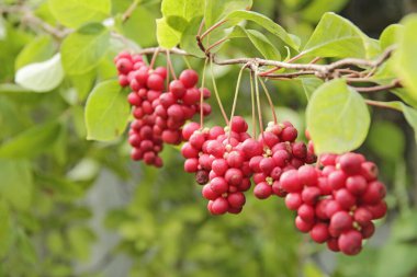 Schisandra 'nın kırmızı meyveleri sıra sıra büyüyor. Olgun şizandra kümeleri. Yararlı bitki mahsulü. Kırmızı şizandra yeşil dala asıldı. Şizandra çinçin bitkisi.