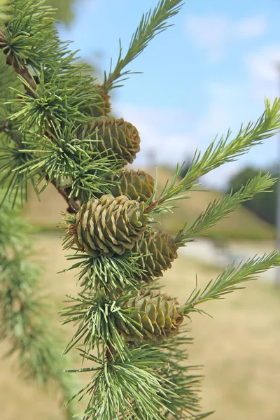 Pine cones on branches. Brown pine cone of pine tree. Growing cones close up. Larch cones growing in row on branch with needles. Fresh fruits of coniferous tree