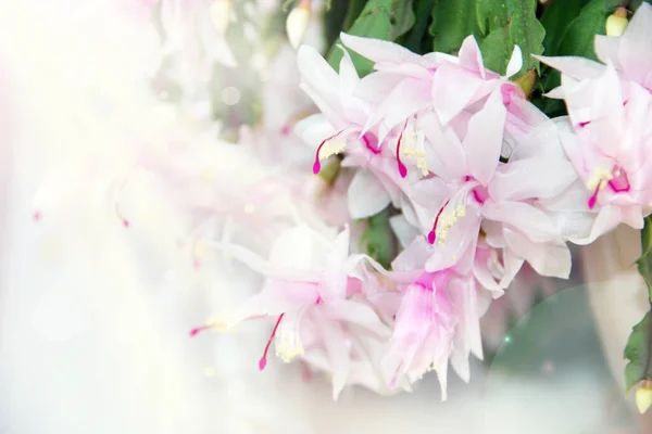 Schlumbergera pink flowers. Christmas flowers in flowerpots. Room decoration. Beautiful pink flowers of Schlumbergera — Stock Image Schlumbergera Pink Flowers Christmas Flowers Flowerpots Room Decoration Beautiful Pink Stock Picture