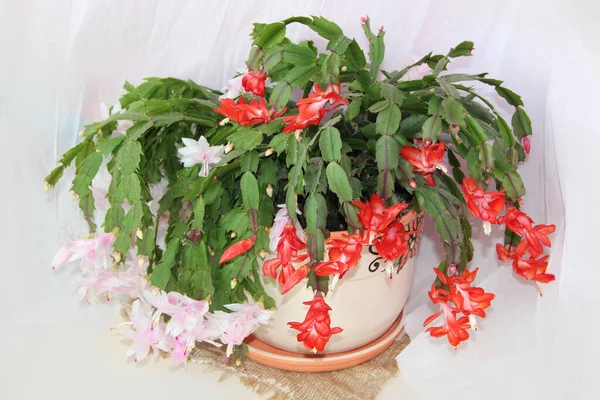 Schlumbergera red flowers. Christmas flowers in flowerpots. Room decoration. Beautiful red flowers of Schlumbergera — Stock Image Schlumbergera Red Flowers Christmas Flowers Flowerpots Room Decoration Beautiful Red Stock Photo